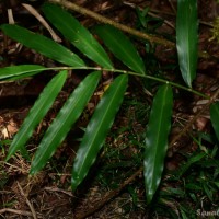 Meistera graminifolia (Thwaites) Skornick. & M.F.Newman